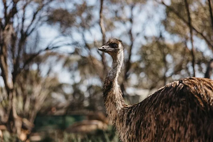 A close-up shot of an emu standing in a natural environment.